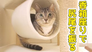 猫が香箱座りで尻尾をブンブン振っている。次回の血液検査予定は6/11です。