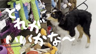 My puppy who went to Petco for the first time【Australian Shepherd】