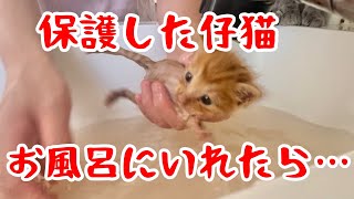 【閲覧注意】炎天下の中保護した仔猫を初めてお風呂に入れたら…