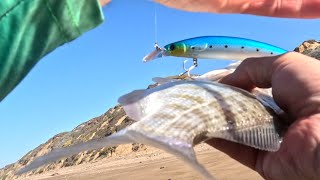 STRIPED BASS \u0026 BARRED PERCH HOOKUPS WITH CALISSA STICK BAITS AND CAROLINA RIGS.