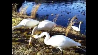 この日この地方唯一のコハクチョウ、オオハクチョウ７羽　20160110　水戸市清水沼のハクチョウ白鳥スワンSWANS