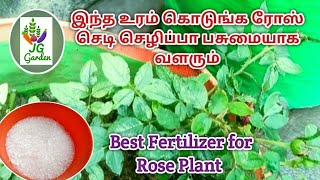 இந்த ஒரு உரம் கொடுங்க ரோஸ் செடி பசுமையாக செழிப்பாக வளரும் / Best fertilizer for Rose Plant