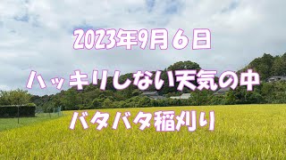 【稲刈り】2023年夢つくし　はっきりしない天気　稲刈りバタバタ