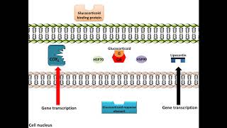 Glucocorticoids - Anti-Inflammation, Mechanism of Action