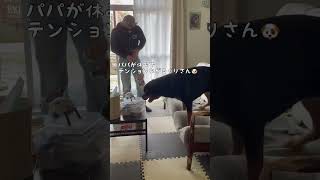 【大型犬】パパが休みでテンションMAXなロットワイラー #shorts