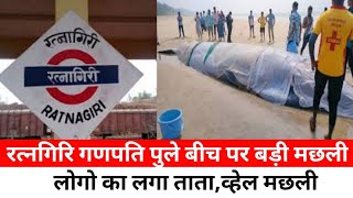 महाराष्ट्र के ratnagiri के गणपति पुले Beach पर दिखी विशाल व्हेल मछली|Mumbai Live news|Local Train