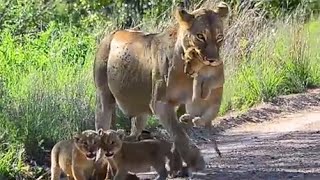 Lioness carrying her cub in her mouth while young baby lions follow her close by seen in Kruger Park