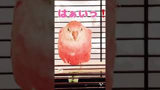 アキクサインコのモモちゃん くうきをつかみ…おなかにチカラからの〜はい〜っ❗️😂🤣#shorts