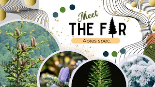 Meet the lovely fir: identification, botanics and pagan secrets