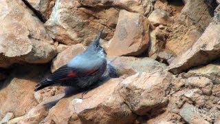 Tichodrome échelette (Tichodroma muraria)