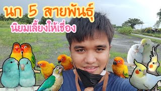 นกแก้ว 5 สายพันธุ์ นิยมเลี้ยงให้เชื่อง