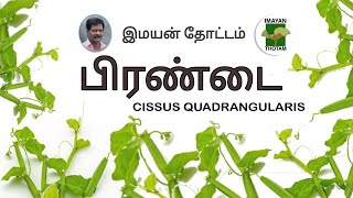 எலும்பு முறிவுகளை சேர்க்கும் அதிசயம்  / பிரண்டை |  VAJRAVALLI/ ADAMANT CREEPER |PRANDAI|