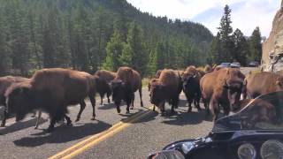 YELLOWSTONE BUFFALO ON MOTORCYCLE EQUALS TENSE MOMENTS AND PRAYERS!