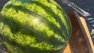 Live Ep.10 แตงโมลูกนี้จะแดงไหม มาลุ้นกัน 🍉#watermelon #fruit #vitamin#yummy