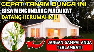 Bunga Ini Ternyata Dianggap Mampu Mengundang Malaikat Datang Kerumah - Hoki Tv