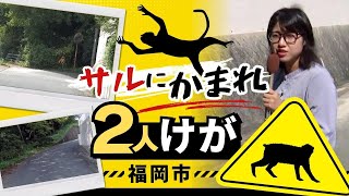 「後ろから襲いかかってきた」小学３年生らサルにかまれけが　警察が注意呼びかけ　福岡市南区