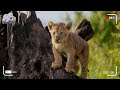 The lion cub was kicked out by his father