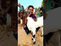 তেবাড়িয়া ছাগলের হাট। farmbanijjo goat funny hariyana animals তোতাপুরি_ছাগল cow goatfarming