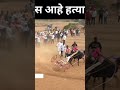 कसा आहे हतियार 🥵😱 bailgadapremi naadekachbailgadasharyat bailgada bakasur bull