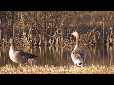 Greylag Goose calling. Greylag Goose calling.