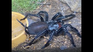 THE GIANT  JAPANESE FUNNEL WEB  PROJECT