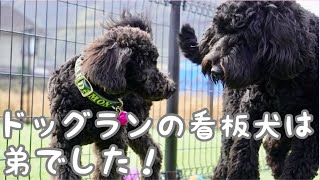 愛犬ならちゃんの弟がドッグランの看板犬として活躍していました！