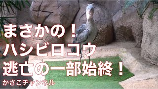 逃亡するハシビロコウ！飛んで巣に戻る！那須どうぶつ王国