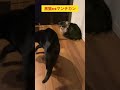 黒猫とマンチカンの喧嘩 shorts