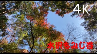 【4K】　【紅葉】　【水沢もみじ谷】　オリジナル動画②   2019/11/30