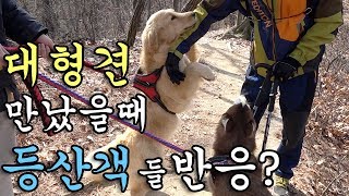 대형견이 산에 갔을때 낯선 등산객들 반응은? 반기는 강아지들 ㅋㅋ