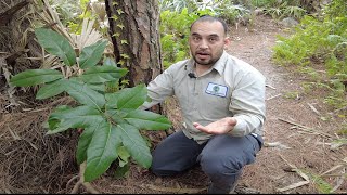 Fighting Florida's invasive plants