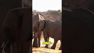 Heartwarming Moments with Elephants in the Wild!