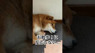 ’24.6.15 「お散歩」に反応しない力丸！？ #柴犬 #柴犬のいる暮らし #柴犬の日常 #お散歩 #力丸