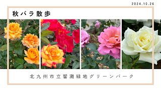 2024_10_26 　秋バラ散歩　北九州市立響灘緑地グリーンパーク　＃薔薇　＃バラ　＃ローズガーデン