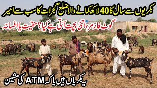 Richest Goat Farmer of Gujrat | Beetal Goats Farming Tips | Goats Milk Business Profit