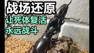 起死回生的生态标本 还原甲虫战斗场景 PGK大战南洋