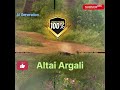 altai argali hunt hunting animals