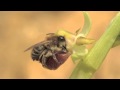 Orchid pollination through sexual deception - Nikon D3s