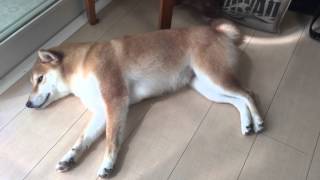 [柴犬] 週末のお昼寝 / Shiba INu