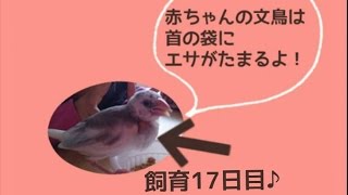 飼育17日目『幼鳥〜成鳥になるまで(•ө•)♡』えさを食べるとえさ袋がふくれます♪《ランドチャンネル》文鳥　手乗り文鳥　桜文鳥　白文鳥　ヒナ　ペット