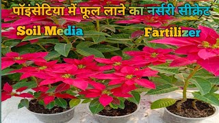 Poinsettia plant care!Care of poinsettia plant! How to grow poinsettia plant! Christmas plant!