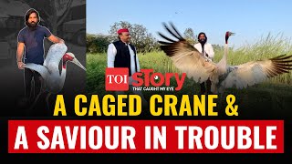 Sarus Crane locked up in Kanpur zoo | case filed against man who saved endangered bird