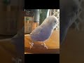 budgerigar headbanging with glue shorts