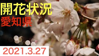 愛知県　開花状況 (2021.3.27) 夜桜散歩