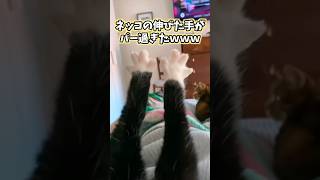 猫の動画見てニヤけたら負けwww #猫 #cat #猫のいる暮らし #猫動画 #ねこ #可愛い #かわいい