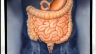 Introduction to Gastroenterology