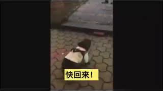 《中國微視》狗急了也會罵人