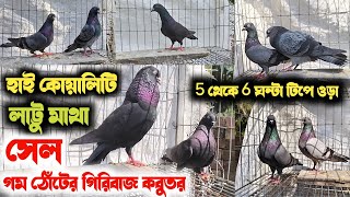 পুরাতন জাতের - হাই কোয়ালিটি 😮 \