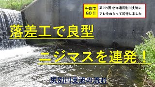 千歳でGO!! 第259回　北海道尻別川支流にアレをねらって釣行しました。ヤマメ、ニジマス、オショロコマが釣れました。