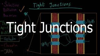 Tight Junctions (Functions and proteins)